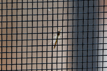 Mosquito Macho Aedes Aegypti dengue - obrazy, fototapety, plakaty