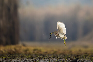 heron in flight with Fish in beak  - 740975074