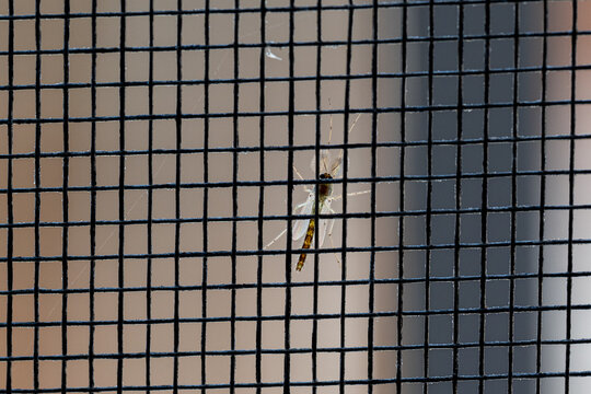 Mosquito Macho Aedes Aegypti dengue