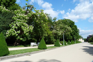 Allee im Großen Garten Dresden