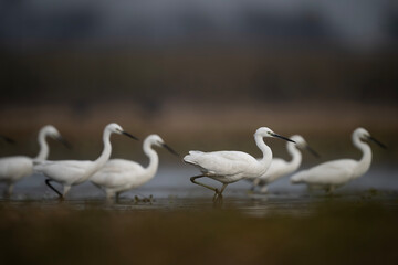 Flock of little Egrets fishing in Pond 