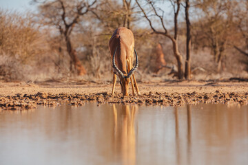 Impala (Aepyceros melampus) drinking from a well in central Namibia