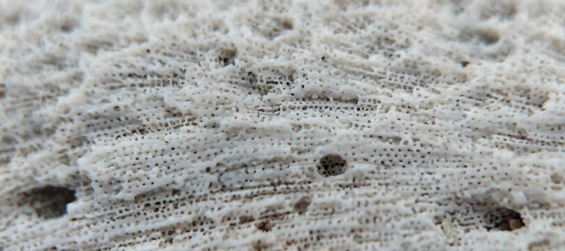 Macro image of white coral texture background.
