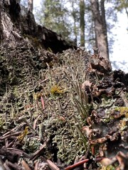 moss, lichens on tree trunk