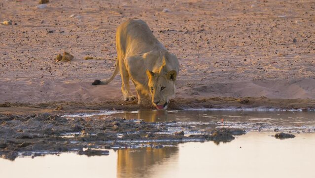 Young male Lion (panthera leo) drinking from a well in early morning light