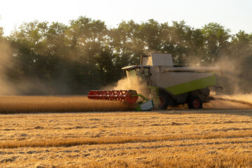 Combine harvester harvests wheat at sunset.