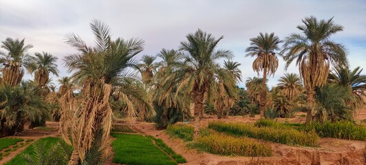 A sweeping panorama captures the oasis nestled in the midst of fine sandy desert, with agricultural...