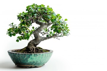 Bonsai tree in ceramic pot isolated on white