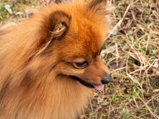 Red Spitz dog on a walk. Portrait of a red spitz.