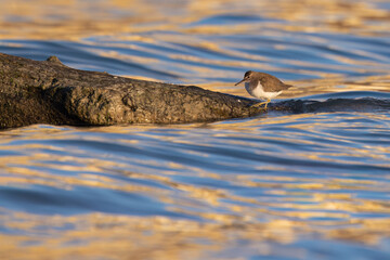 Waders or shorebirds, Common Sandpiper (Actitis hypoleucos).  - obrazy, fototapety, plakaty