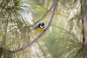 Pájaro posado en una rama