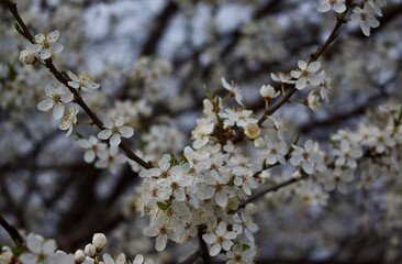 Cherry blossom