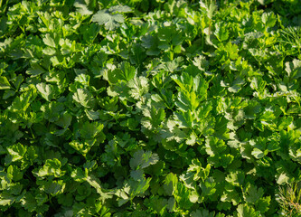 Parsley and coriander grow together in the garden for a healthy diet