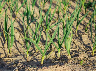 Garlic grows in the garden, outdoors for a healthy diet