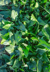 Spinach grows in the garden, outdoors for a healthy diet