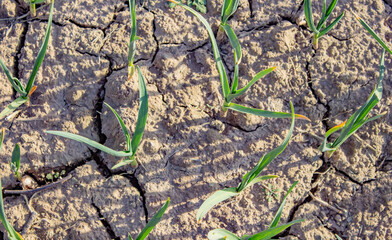 Garlic grows in the garden, outdoors for a healthy diet