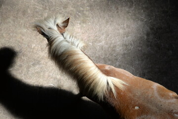 Pony mit Draufsicht. Kleines Pony im Stall von oben herab fotografiert