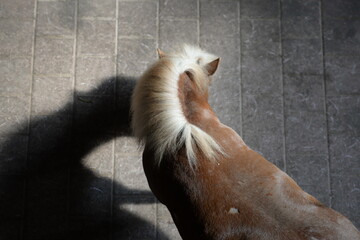 Pony mit Draufsicht. Kleines Pony im Stall von oben herab fotografiert - obrazy, fototapety, plakaty
