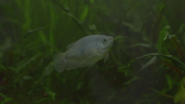 Gourami swims in an aquarium