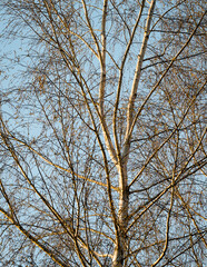 Birch tree tops without leaves in spring against a blue sky background.	