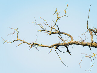 Oak tree branch without leaves on blue sky background, selective focus.
