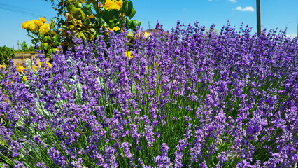 Obraz premium A lilac lavender bush on a flower bed on a hot summer day