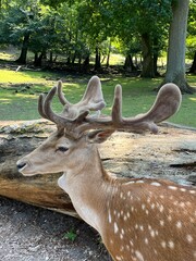 deer in the woods