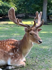 deer in the woods
