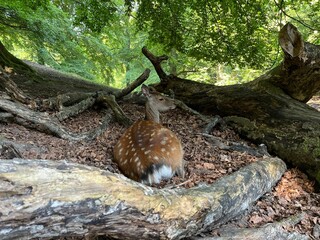 deer in the woods