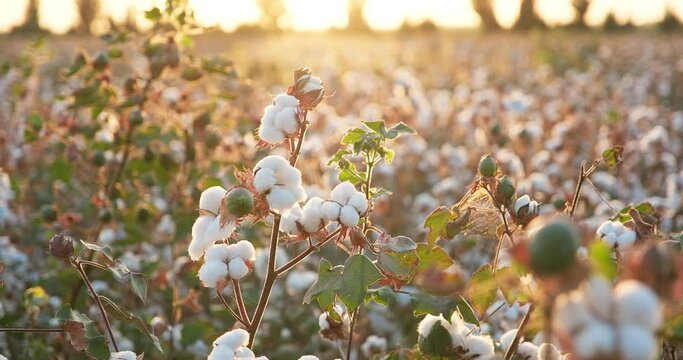 Cotton plantation before harvest at sunset rays. Cotton harvest. Ready to harvest cotton bushes. Agriculture