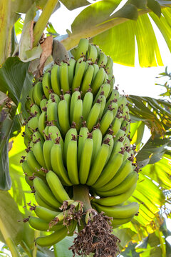 Large bunch of bananas ripening on a tree in a tropical country