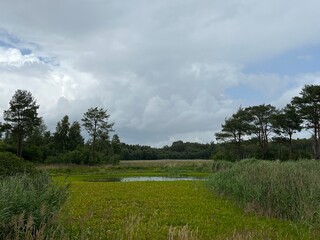 lake in the forest