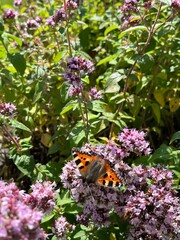 butterfly on flower