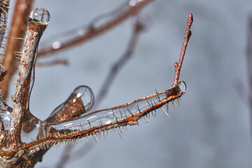 Plants after an icy rain. Branches of plants and shoots covered with ice. Icy branches of plants,...