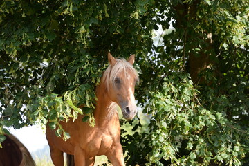 Pferdesommer. Schönes blondes Pferd unter Bäumen