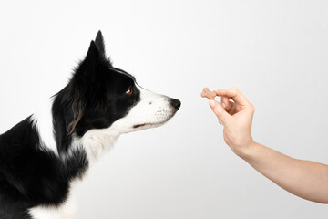 Black and white border collie reaches for a dog treat that the owner's hand holds out to him on a...