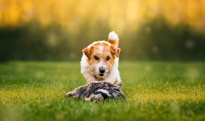 Jack Russell Terrier is preparing to grab a gray fluffy toy on a green sunny lawn on a summer day. Life with a dog concept. Playing with a dog