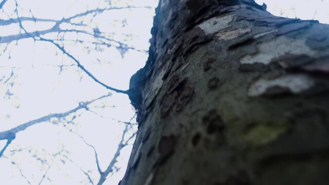 tronco de arvore grosso, no outono sem folhas. filmado num dia frio de outono, com o som de carros &aacute; volta