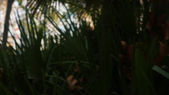 Oasis de plantas, folhas e palmeiras, no meio da cidade. Carros passam ao fundo. 