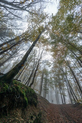 Autumn forest with tree trunks and colorful crowns of oaks in the Jizera Mountains in the Czech Republic