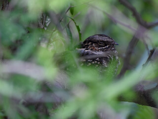 perfectly camouflaged little nightjar (Setopagis parvula) hiding in a tree, seen in Reserva Ecologica Costanera Sur, Buenos Aires, Argentina