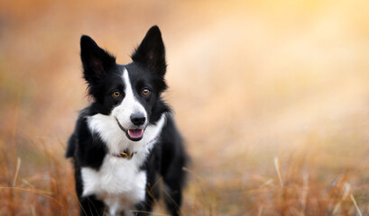  A happy black and white border collie with brown eyes stands on the left and looks into the camera...