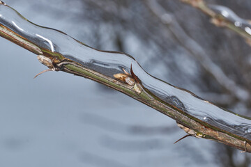 Plants after an icy rain. Branches of plants and shoots covered with ice. Icy branches of plants,...