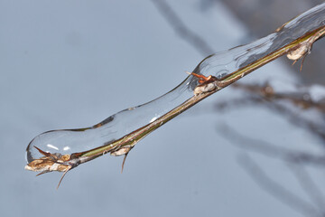 Plants after an icy rain. Branches of plants and shoots covered with ice. Icy branches of plants,...