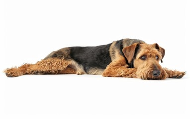 A serene Airedale Terrier lies down comfortably, its expressive eyes and distinctive tan curls capturing the essence of the breed's friendly nature. Its relaxed posture invites a moment of calm.