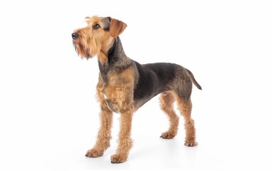 A majestic Alaskan Malamute lounges with a relaxed demeanor, its thick fur and striking markings a testament to its northern heritage. The gentle giant's expression radiates contentment and strength.