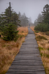 a path in a foggy mountain forest in the Jizera Mountains in the Czech Republic