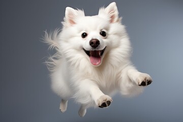 Jumping Moment American Eskimo Dog on a White background - obrazy, fototapety, plakaty