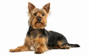 This Australian Silky Terrier relaxes on its side, showcasing its fine, glossy fur and alert yet calm demeanor. The dog's well-defined features stand out on the pristine background.