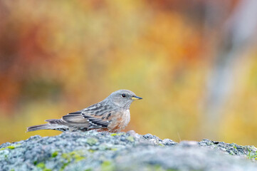 Rare bird The alpine accentor (Prunella collaris) in the autumn forest with the colors of the leaves in the Jizera mountains in the Czech Republic